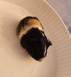 adoptable Guinea Pig in  named Osito