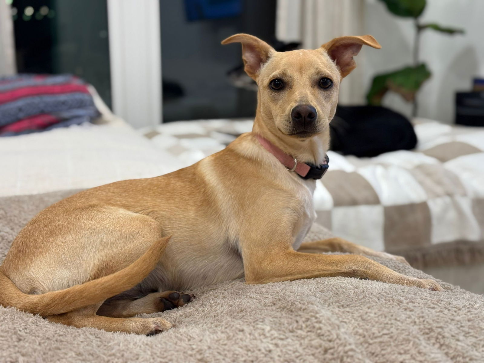 adoptable Dog in Miami, FL named bubbles