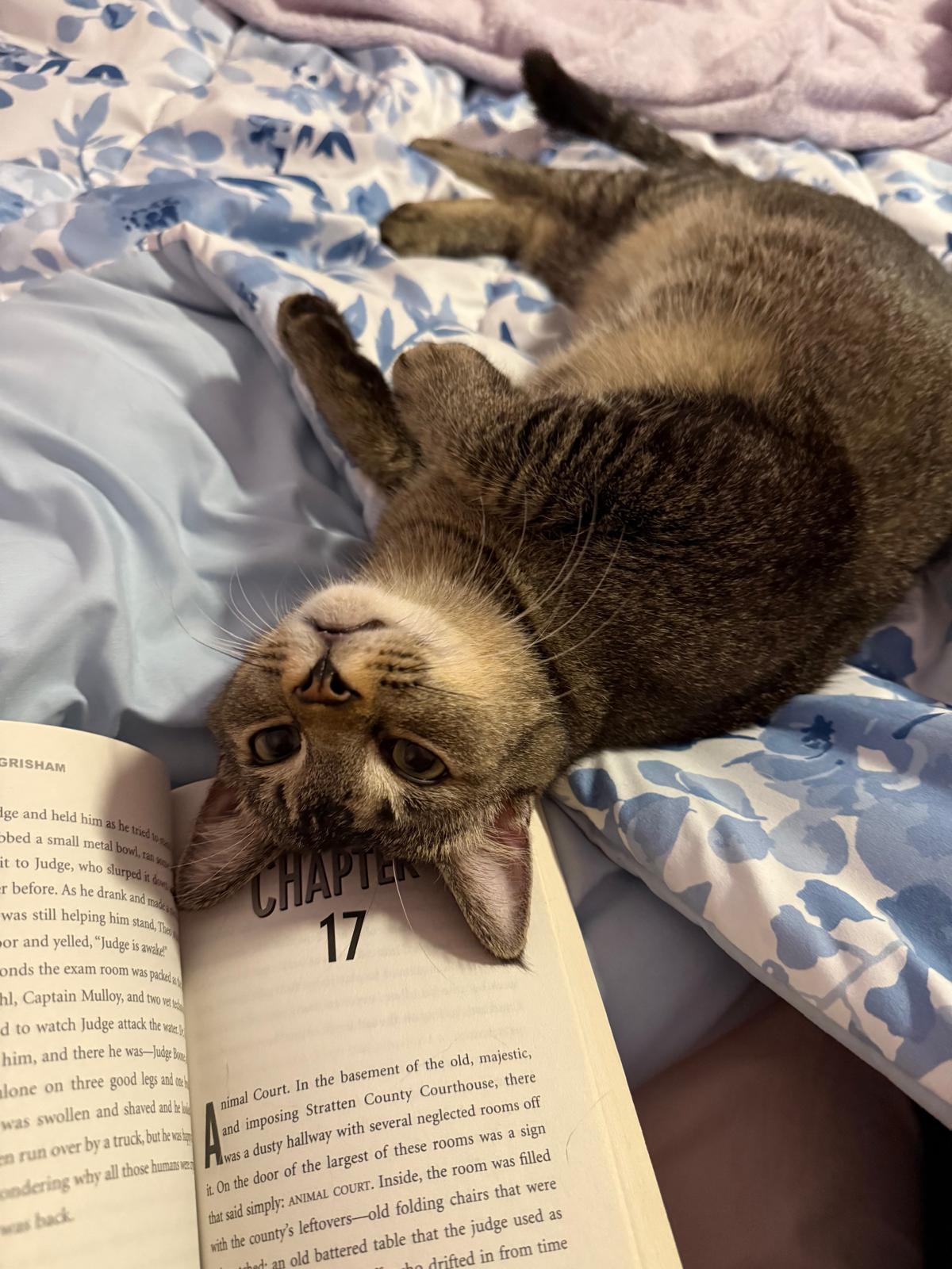 adoptable Cat in Miami, FL named Prince Kong