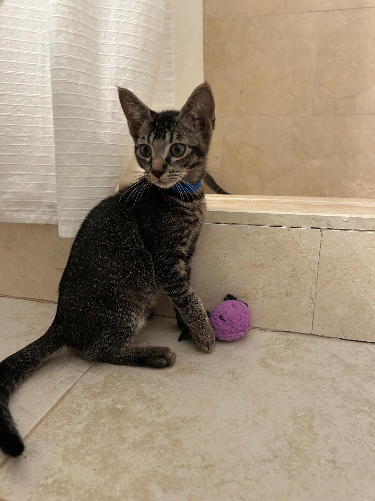 adoptable Cat in Miami, FL named Priam