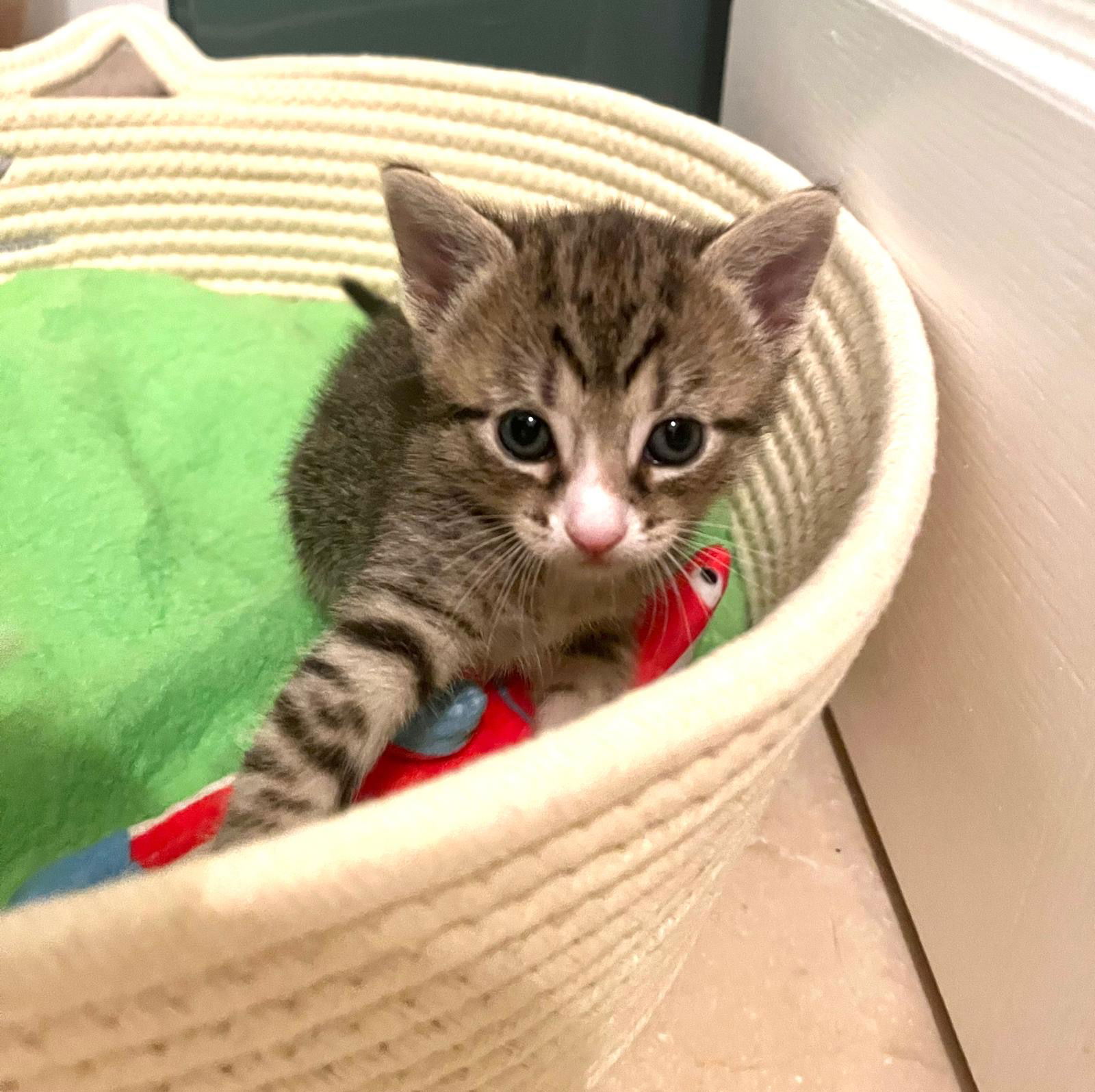 adoptable Cat in Miami, FL named Belle