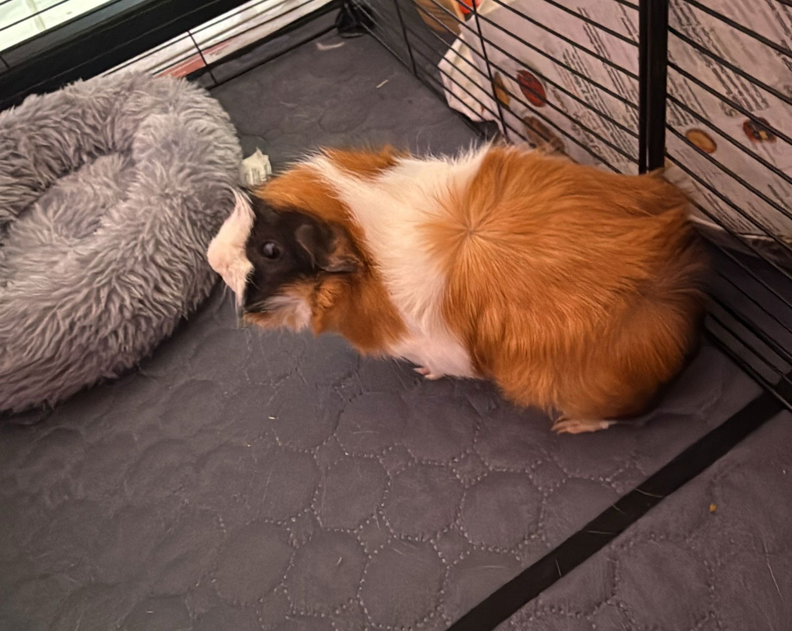adoptable Guinea Pig in Miami, FL named Smores