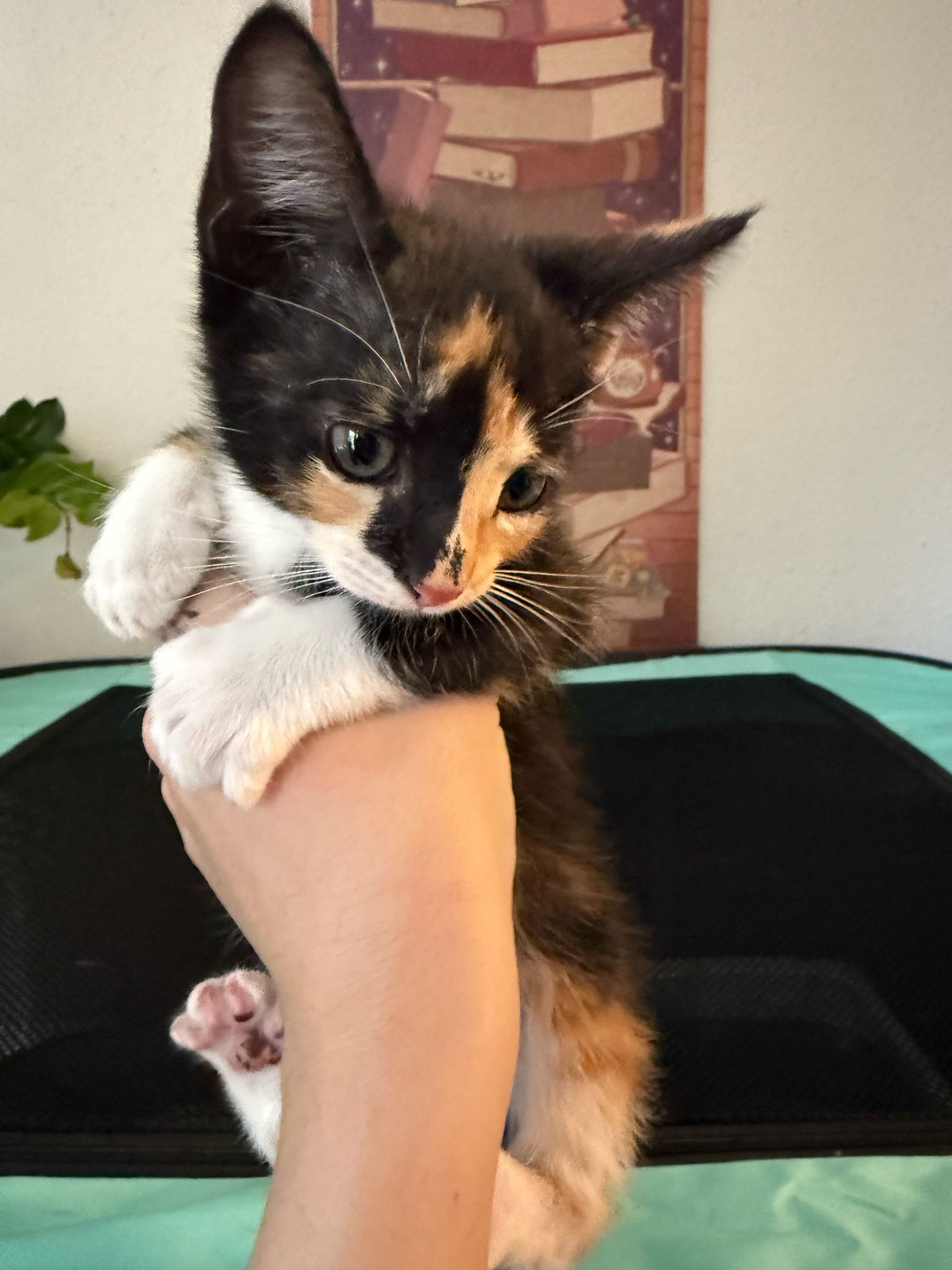 adoptable Cat in Miami, FL named Vexelle