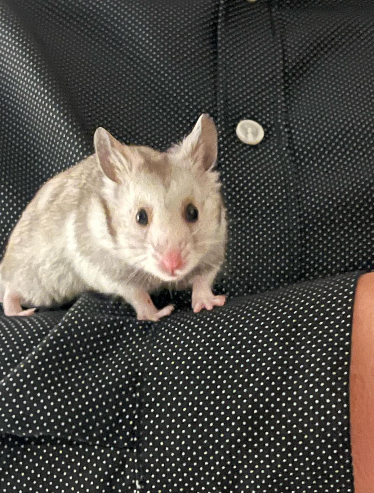 adoptable Hamster in Miami, FL named Minus