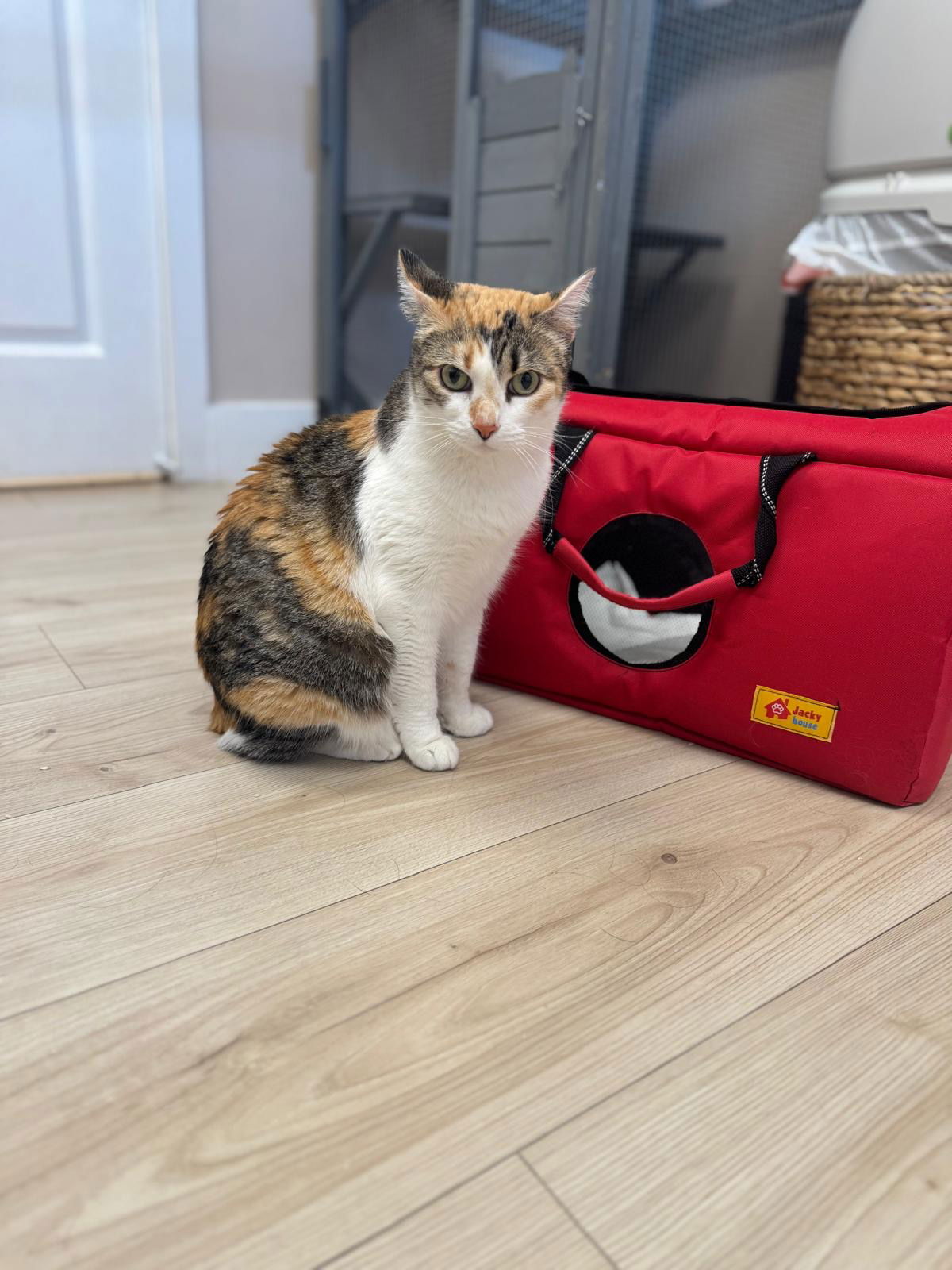adoptable Cat in Miami, FL named Ramona