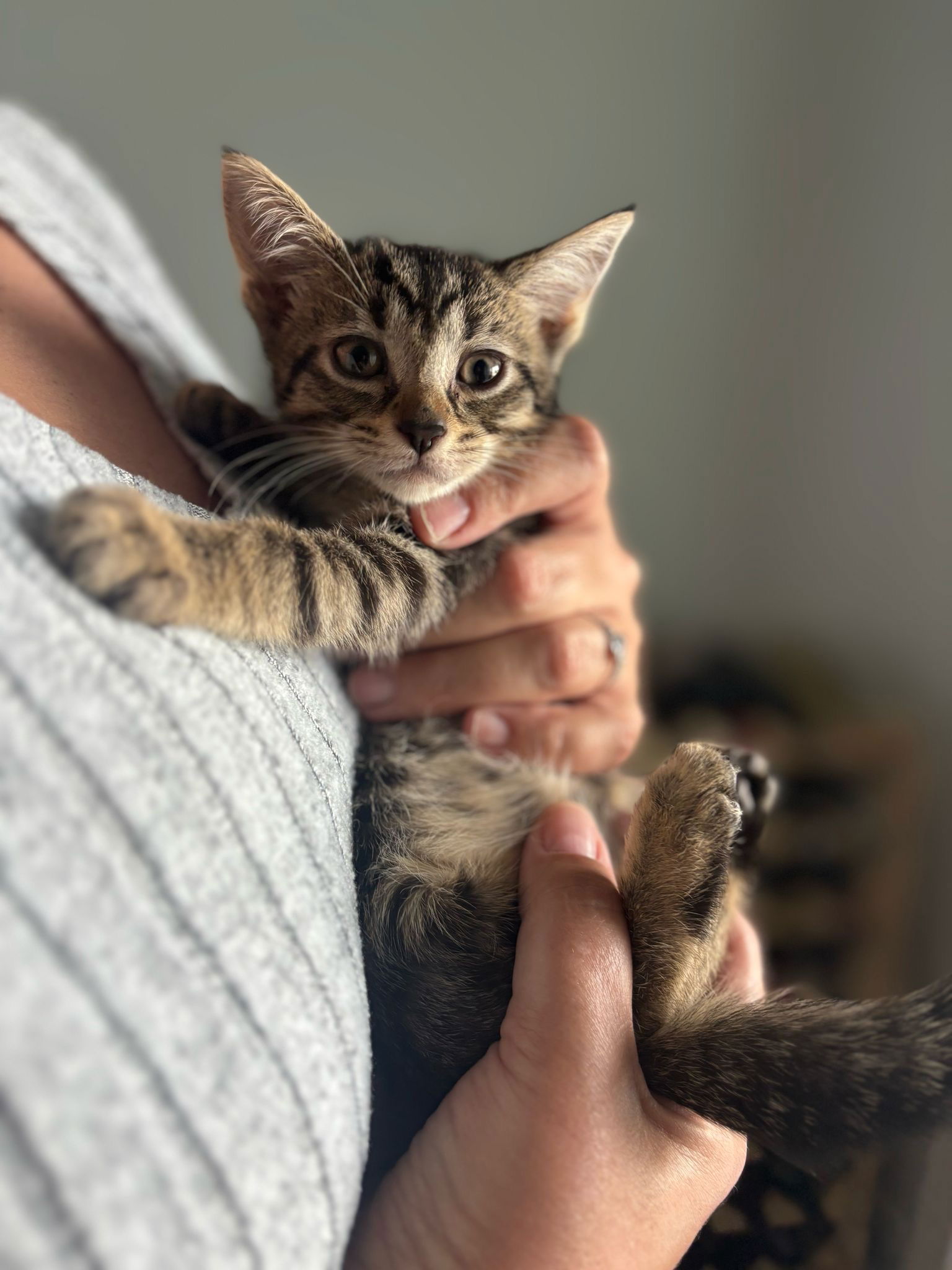 adoptable Cat in Miami, FL named Sapphire