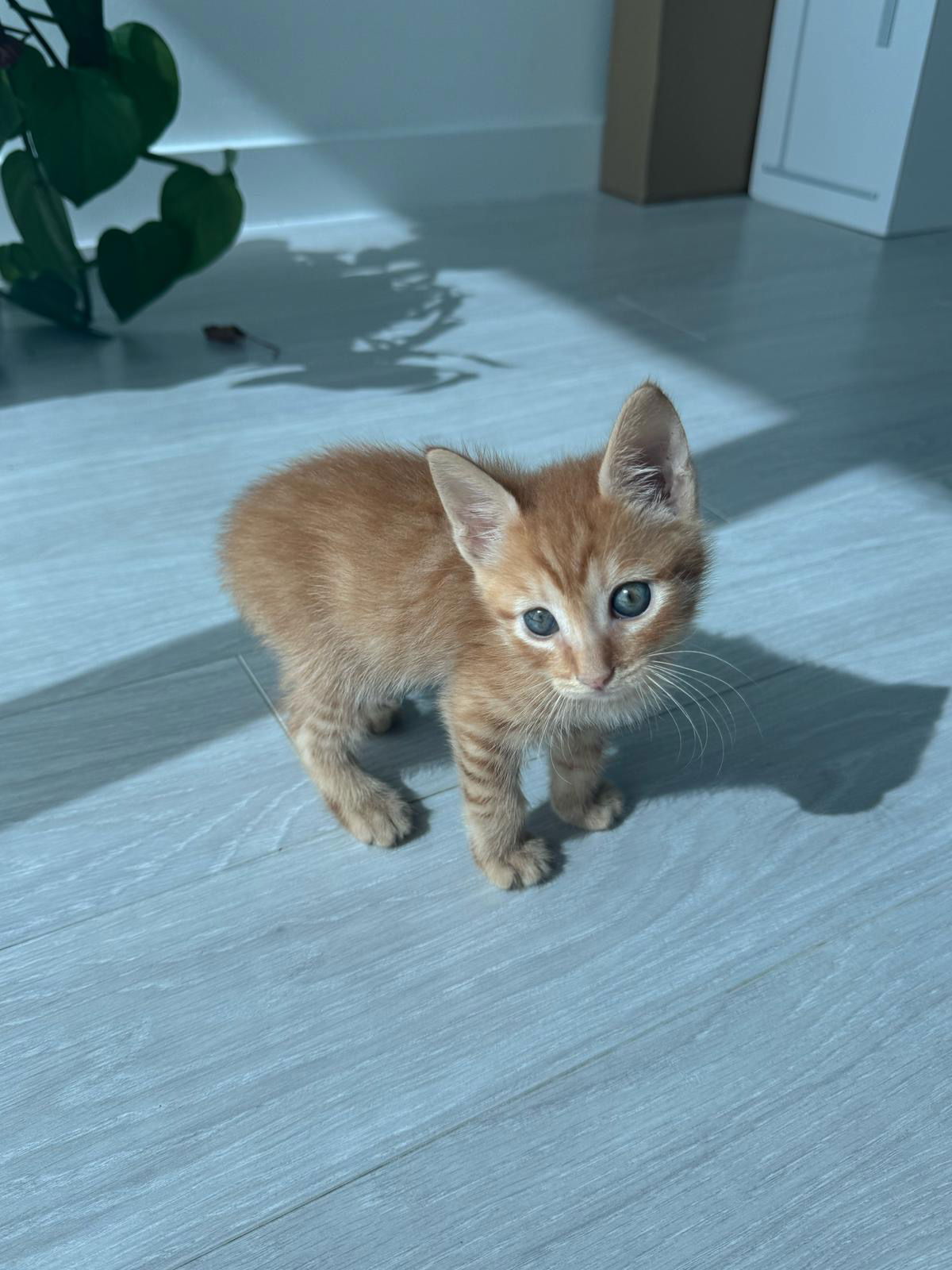 adoptable Cat in Miami, FL named Cadmus