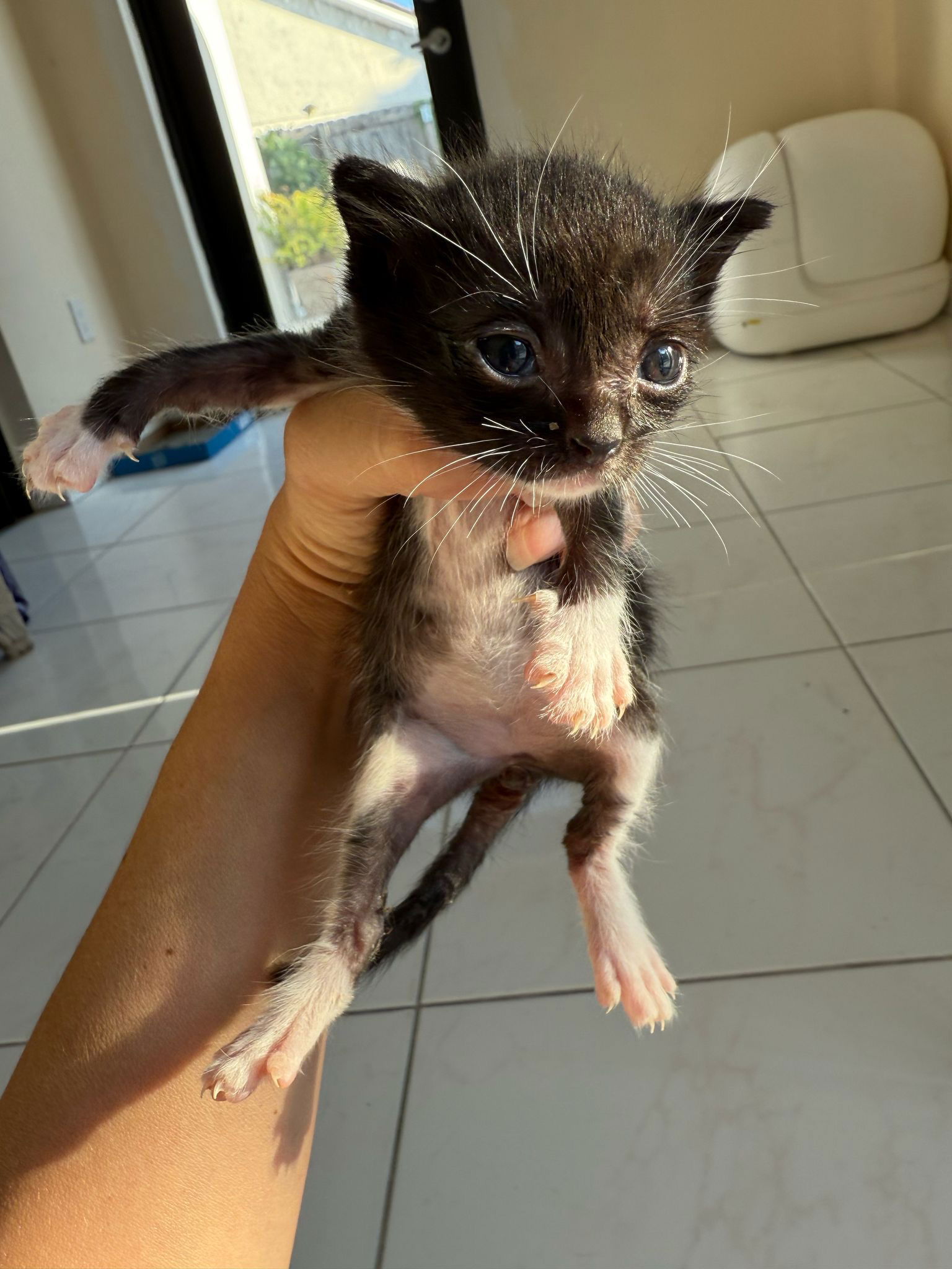 adoptable Cat in Miami, FL named Ariandel