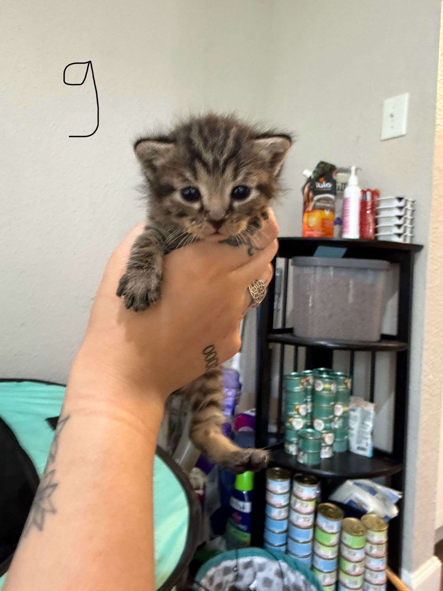 adoptable Cat in Miami, FL named Aelindra
