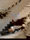 adoptable Cat in  named Yeisi
