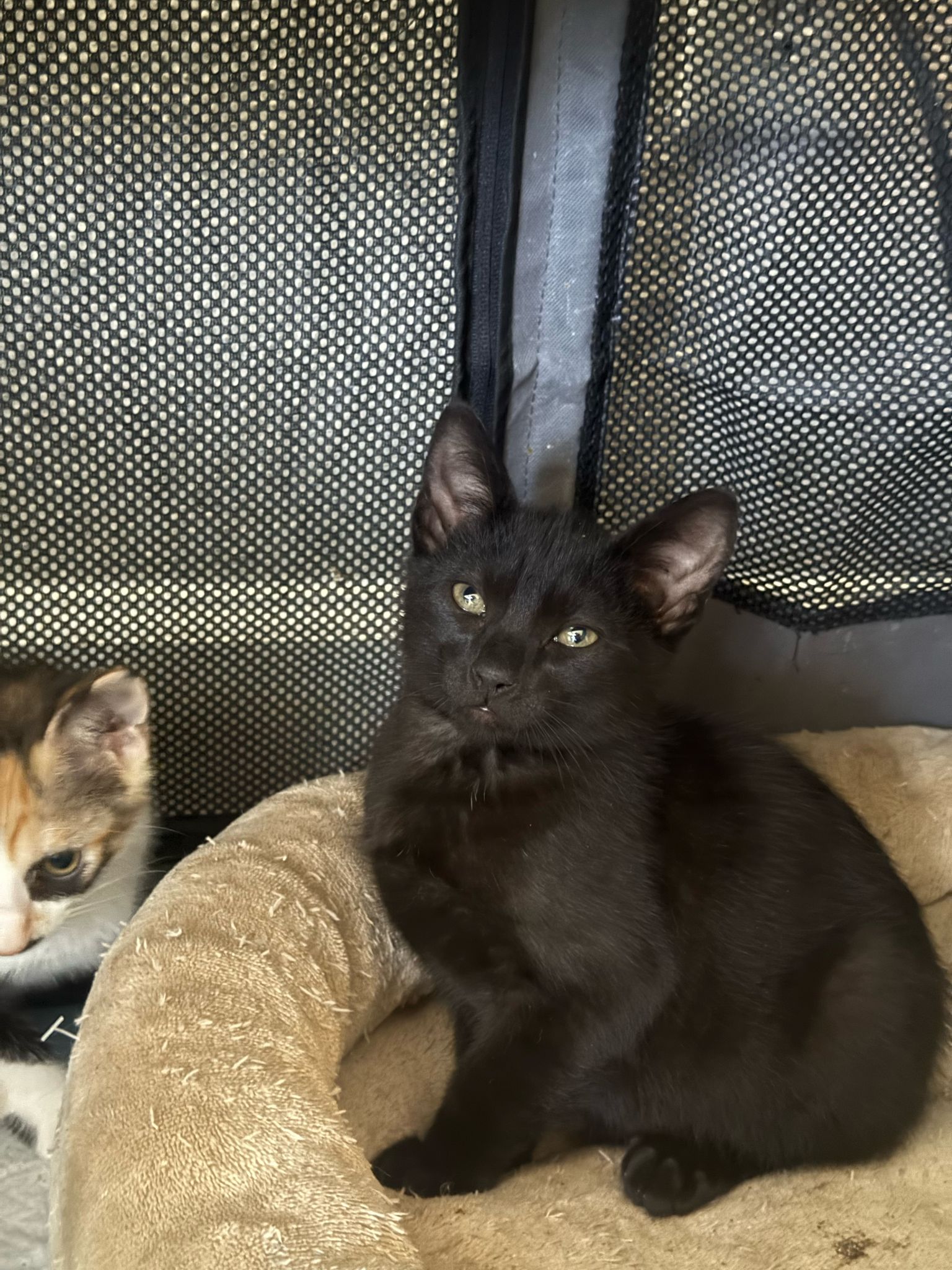 adoptable Cat in Miami, FL named Daedalus