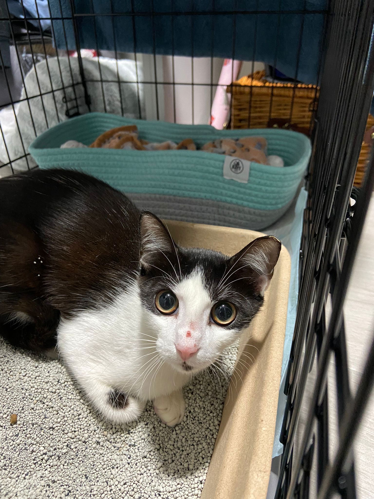 adoptable Cat in Miami, FL named Pintadita