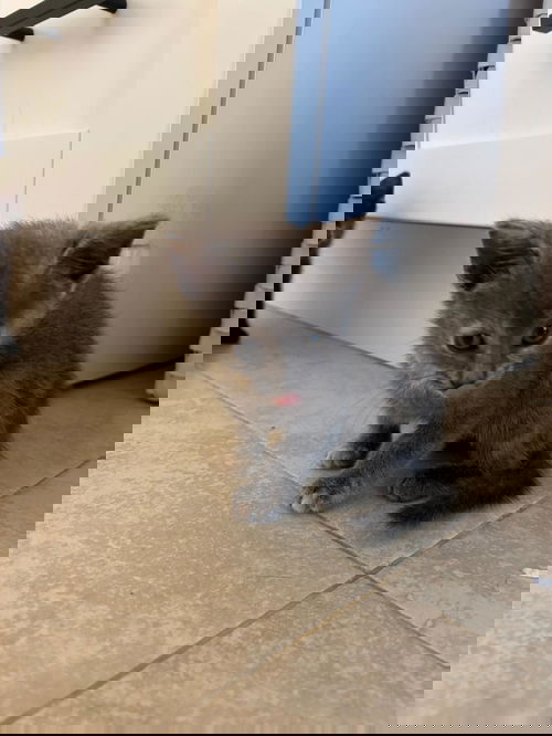 picture of the cat needing adoption