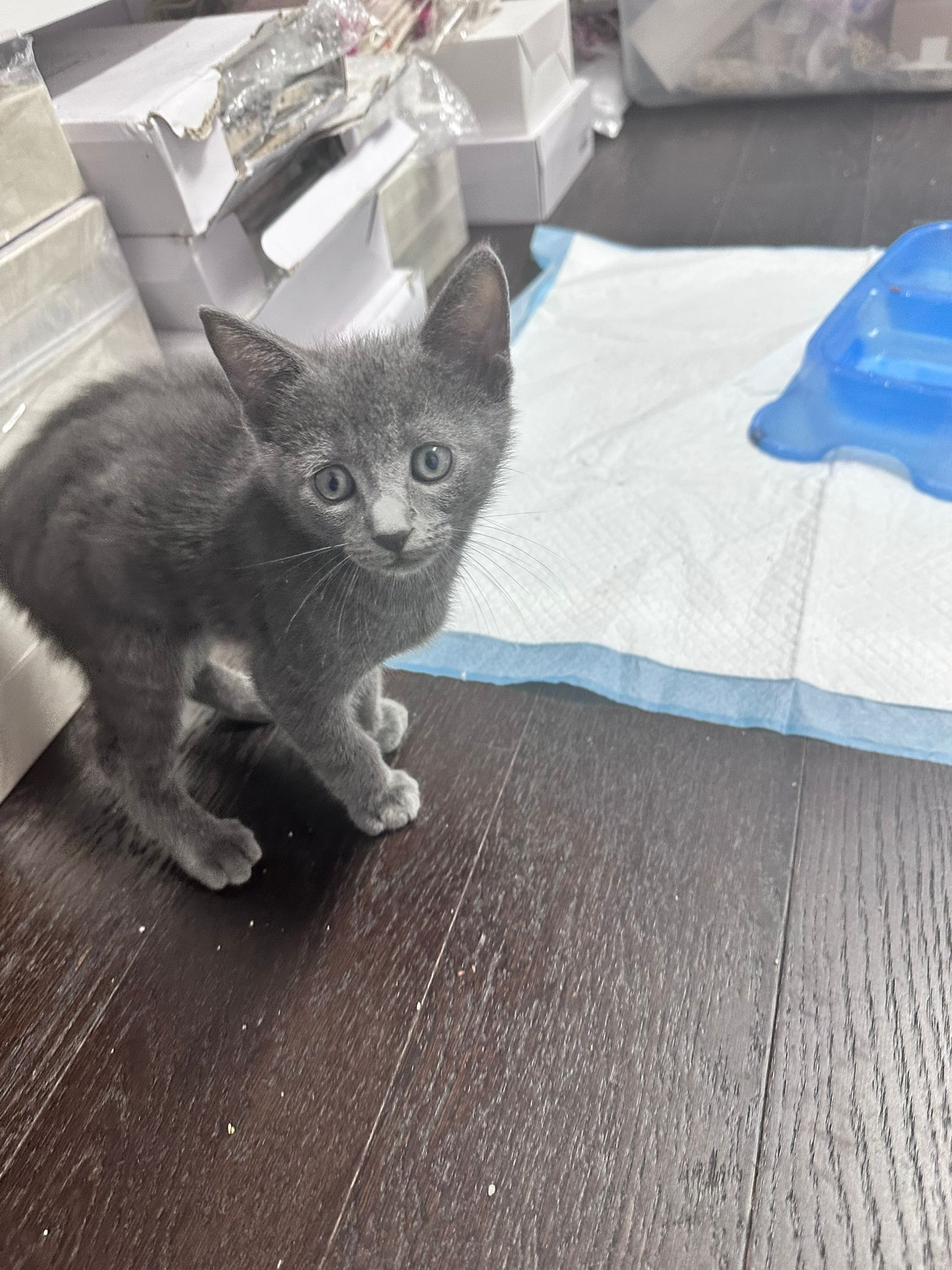 adoptable Cat in Miami, FL named Silver
