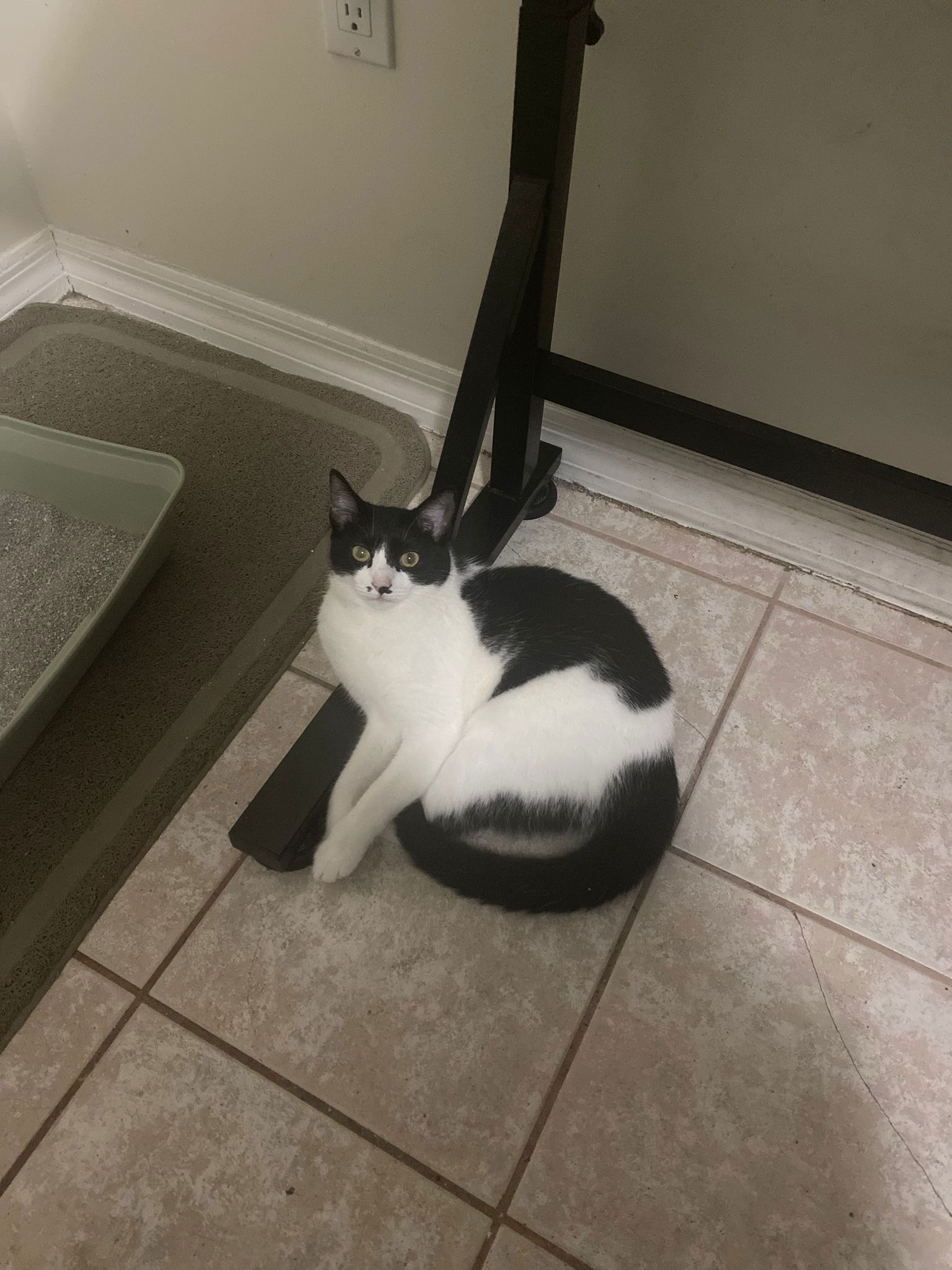 adoptable Cat in Miami, FL named Pituxa