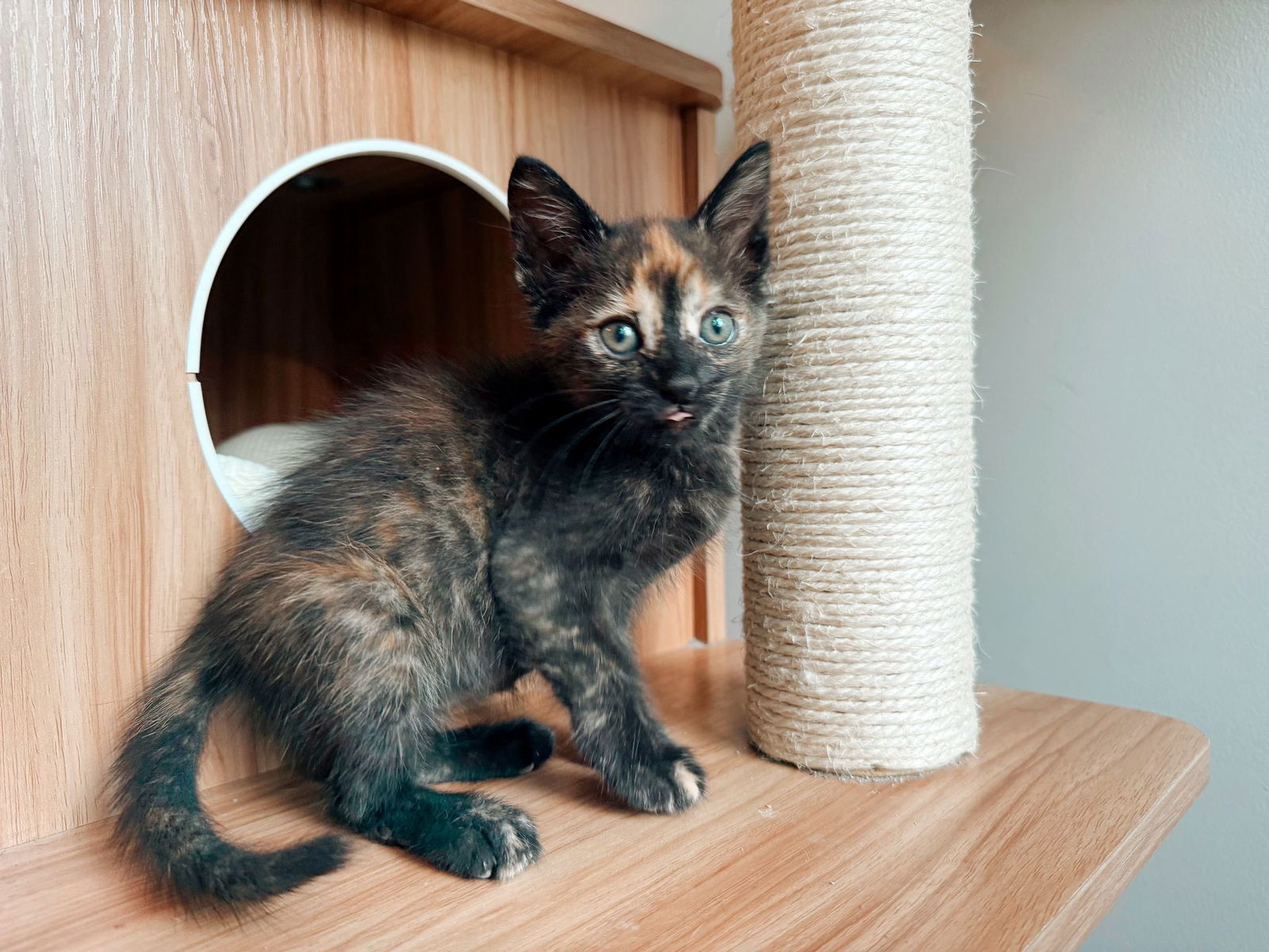 adoptable Cat in Miami, FL named Sabal