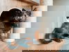 adoptable Cat in  named Sabal