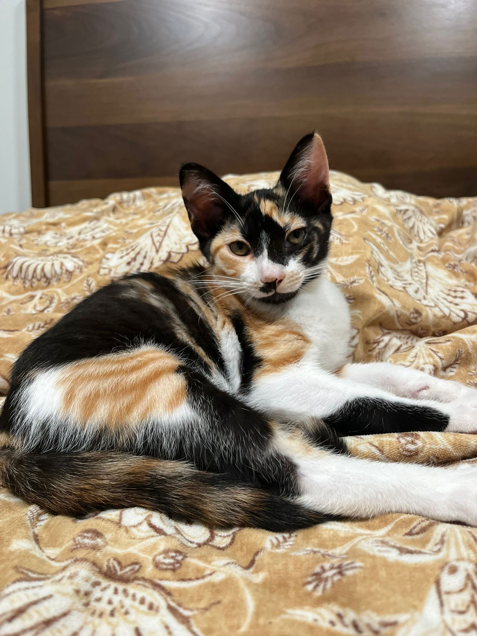adoptable Cat in Miami, FL named Alariel