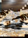 adoptable Cat in miami, FL named Alariel