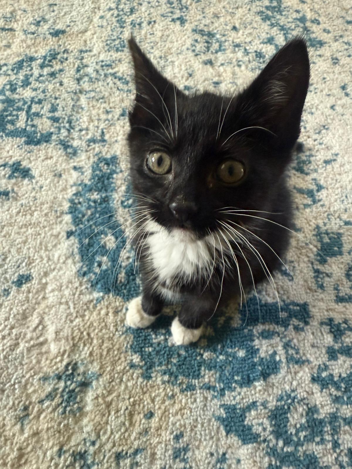 adoptable Cat in Miami, FL named Velatha