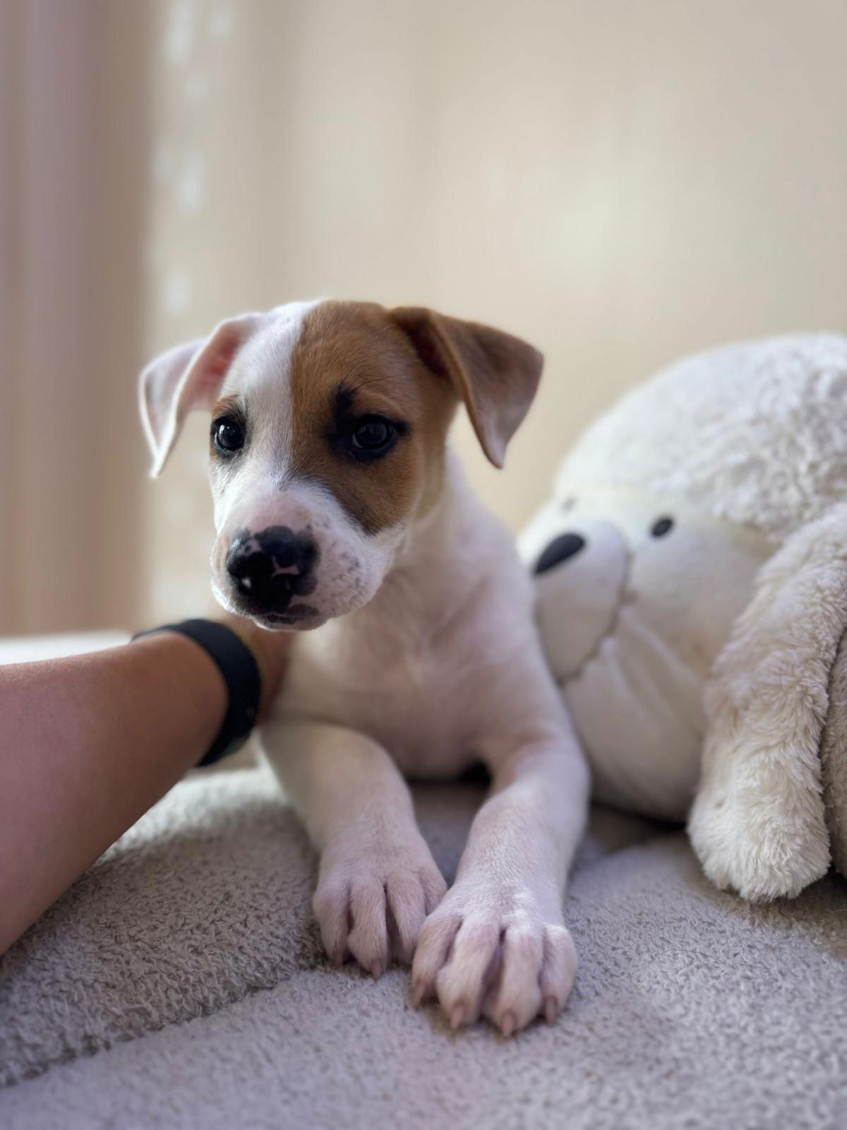 adoptable Dog in Miami, FL named Aenwyn