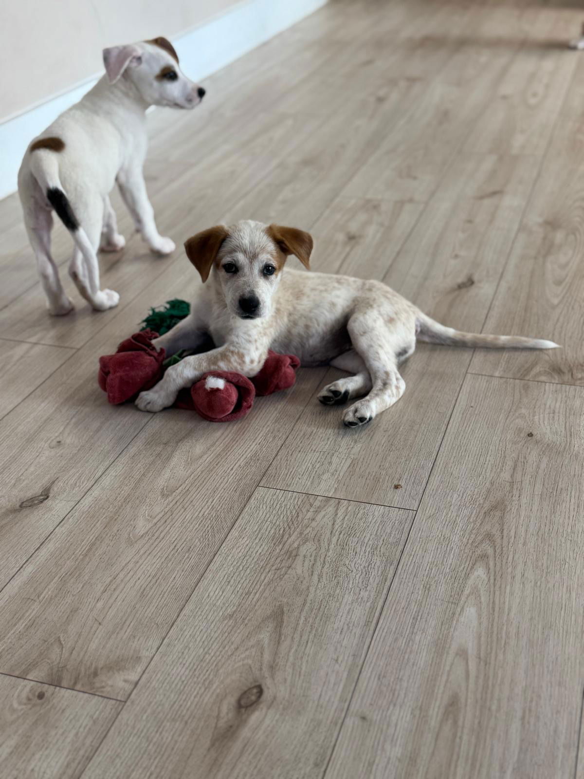 adoptable Dog in Miami, FL named Galadriel