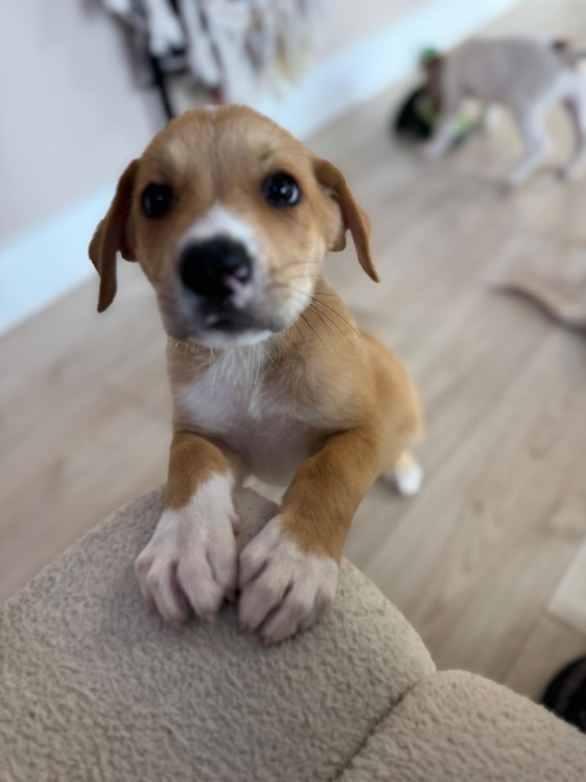adoptable Dog in Miami, FL named Amariel