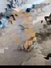 adoptable Dog in  named Amariel