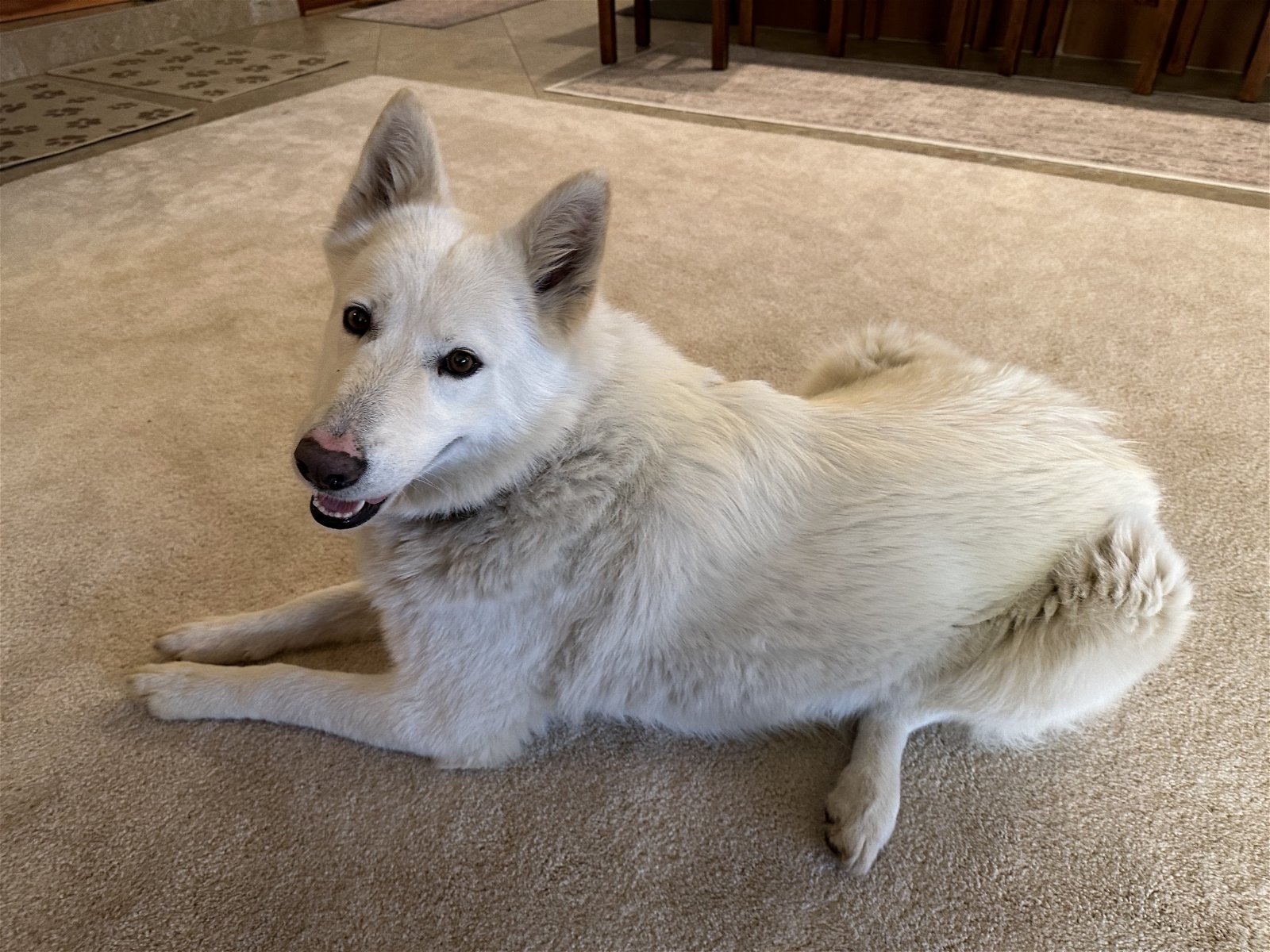 adoptable Dog in Reno, NV named Snuggles