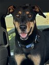 adoptable Dog in , NV named Murphy