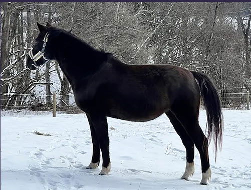 adoptable Horse in Morris, NY named Cheryl's Dream aka Dreamy