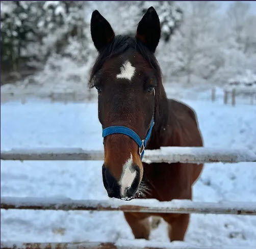 adoptable Horse in Morris, NY named Alpine Thunder