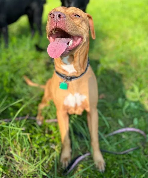 adoptable Dog in Morris, NY named Lola