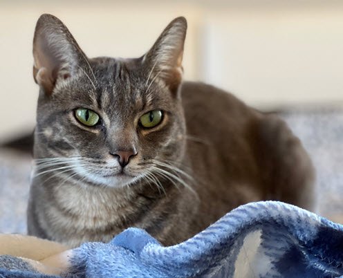 adoptable Cat in Morris, NY named Hemmingway