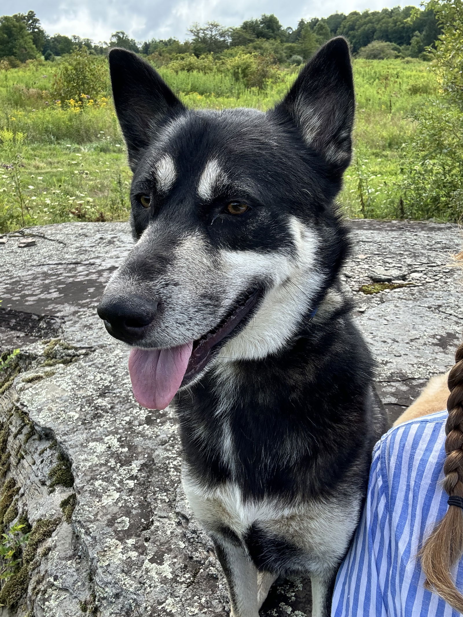 adoptable Dog in Morris, NY named Chinook