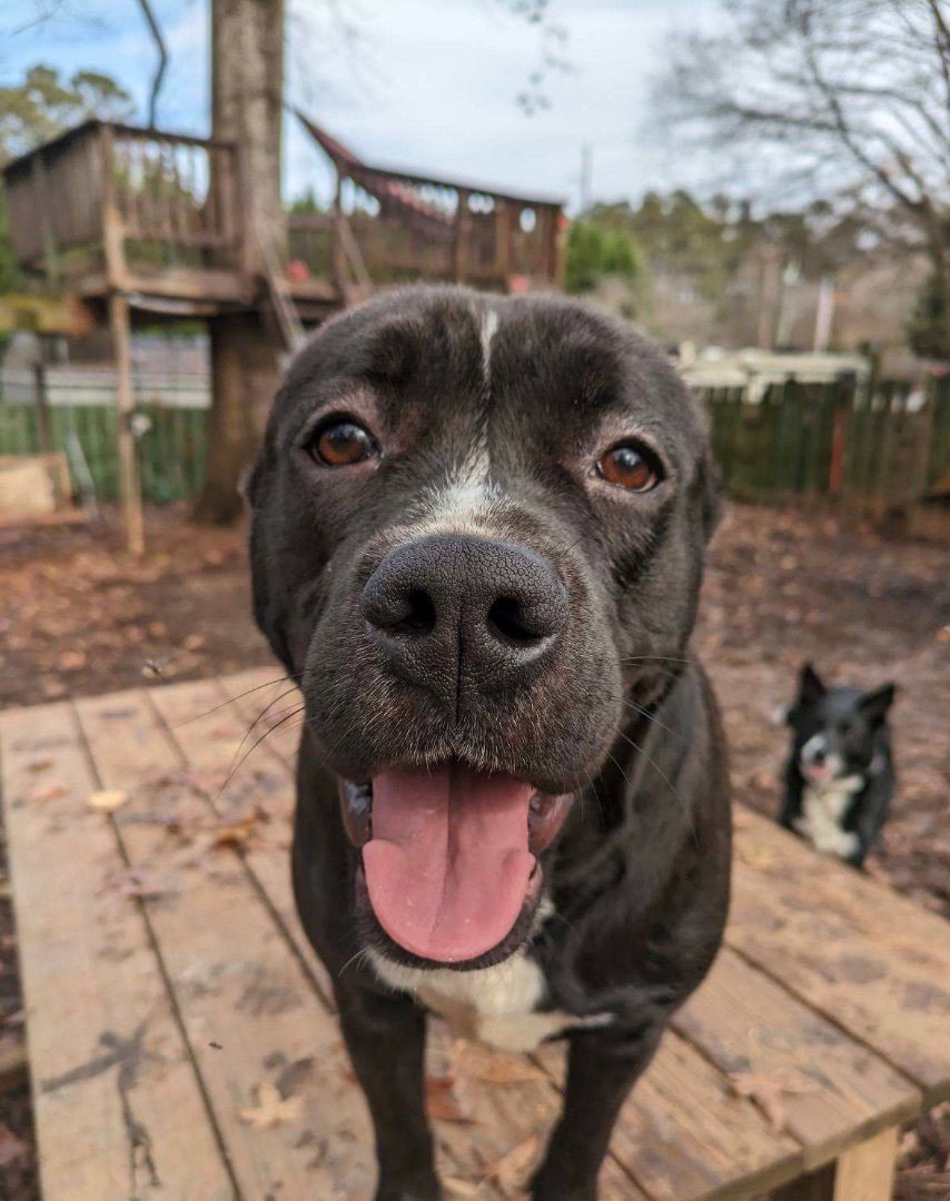 Dog for Adoption Molly, a Black Labrador Retriever in Coweta County