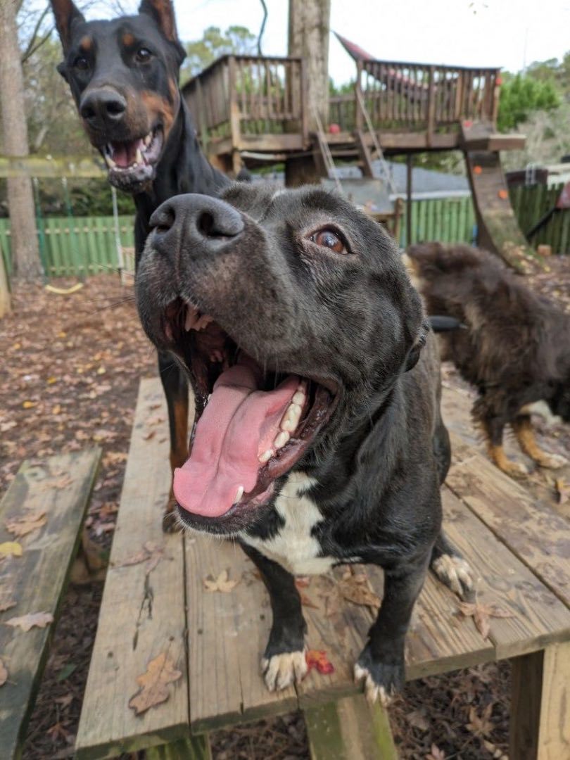 Dog for Adoption Molly, a Black Labrador Retriever in Coweta County