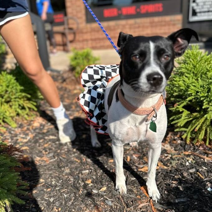 Dog for Adoption Sammy, a Jack Russell Terrier in Coweta County, GA