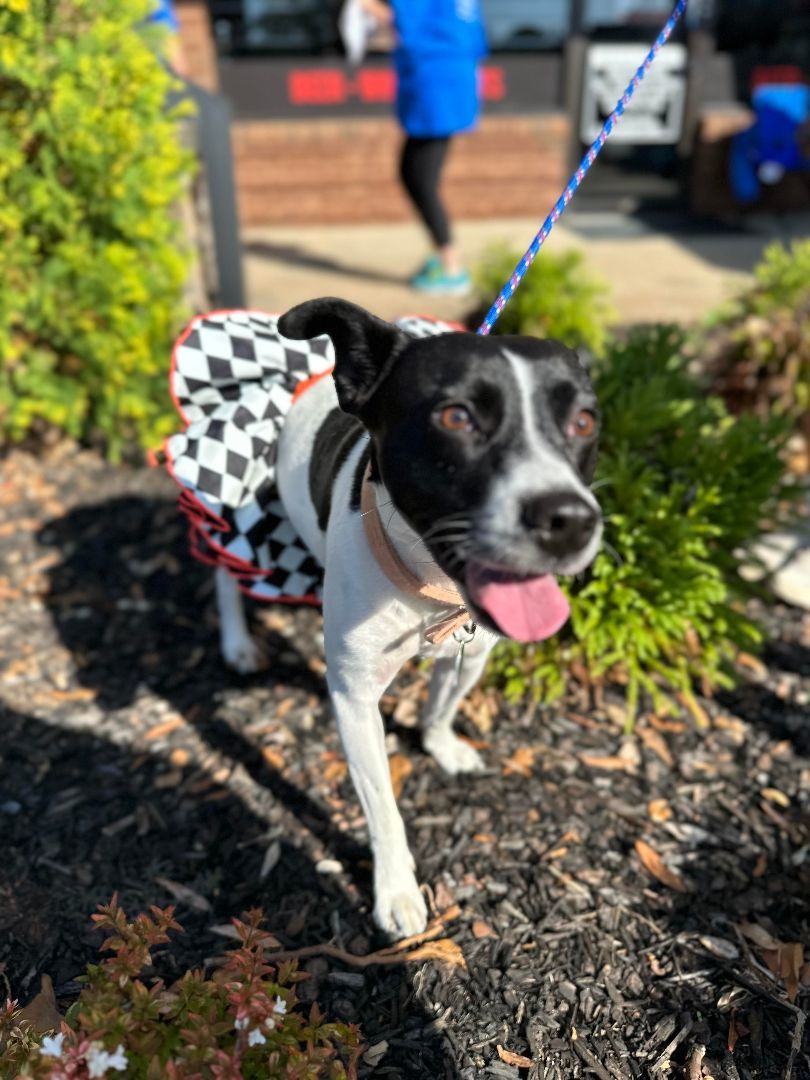 Dog for Adoption Sammy, a Jack Russell Terrier in Coweta County, GA