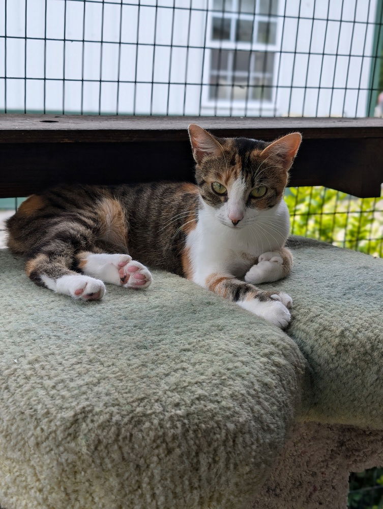 adoptable Cat in Osgood, IN named Sibyl