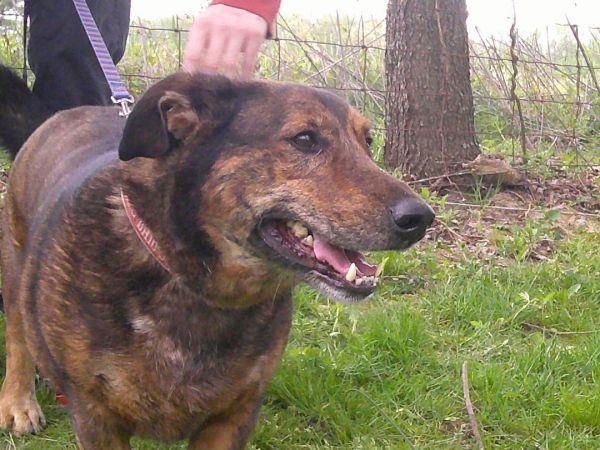 adoptable Dog in Osgood, IN named Miles