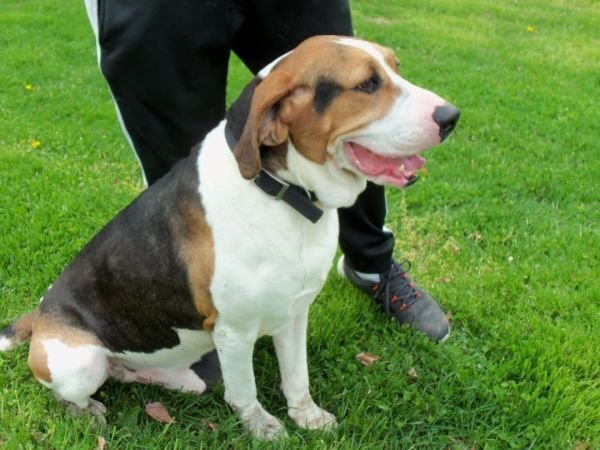 adoptable Dog in Osgood, IN named Freddie