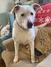 adoptable Dog in  named Ghost