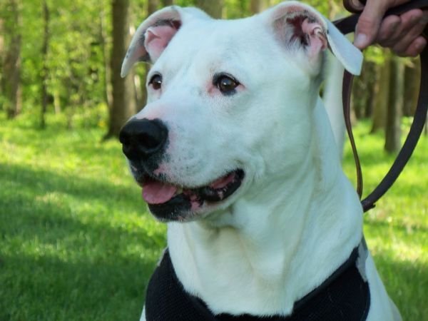 adoptable Dog in Osgood, IN named Ghost