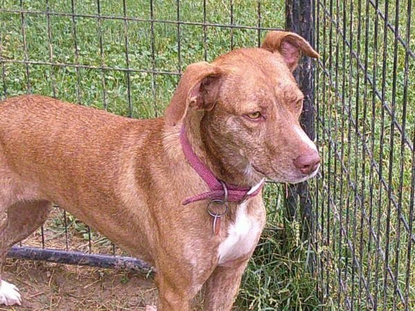 adoptable Dog in Osgood, IN named Dolly