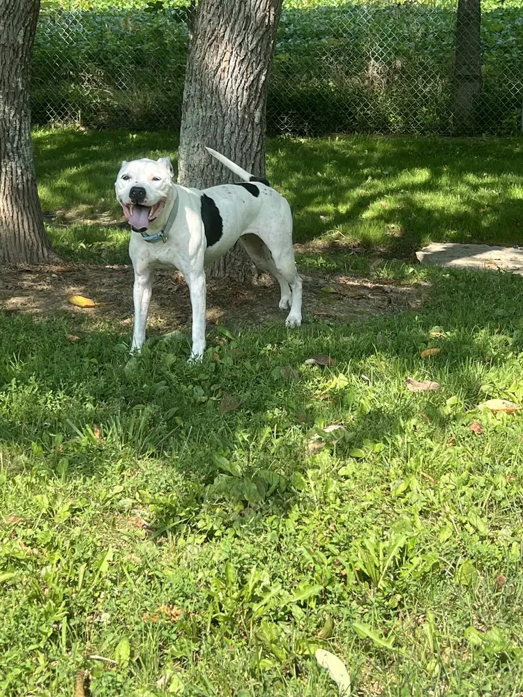 Maisy - Pit Bull Terrier