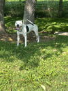 adoptable Dog in  named Maisy