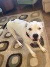 Maisy - Photo 2