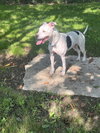Maisy - Photo 4
