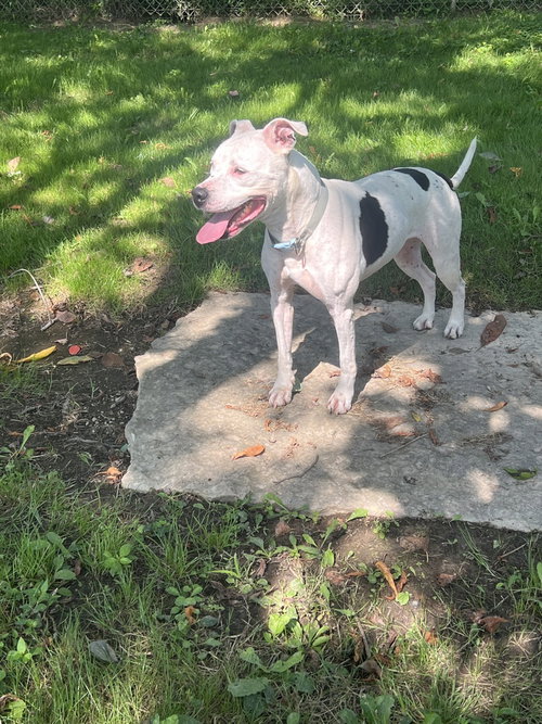 Maisy, photo 4
